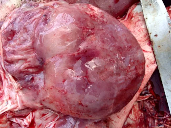 Pericarditisfibrinosa por Haemophilus parasuis #Haemophilusparasuis