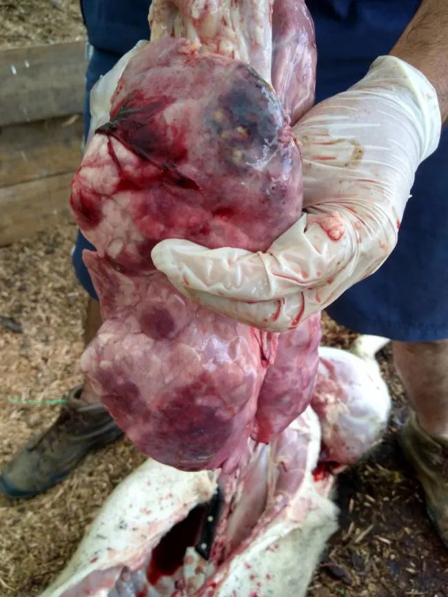 Lesión característica de APP en un cerdo de aproximadamente 12 seman...