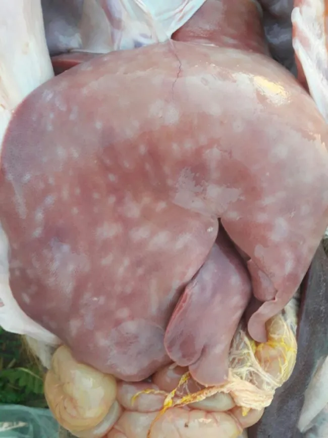 Ascariosis