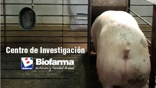 Reporte de ensayo N° 84 del Centro de Investigación Biofarma