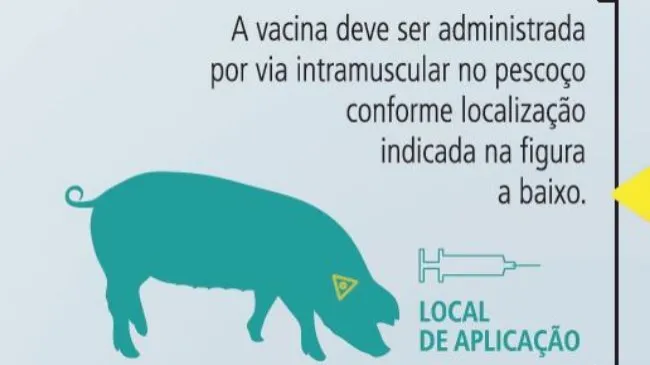 Sabe os cuidados que deve ter com os animais para uma correta vacinação com Porcilis® Ileitis?
