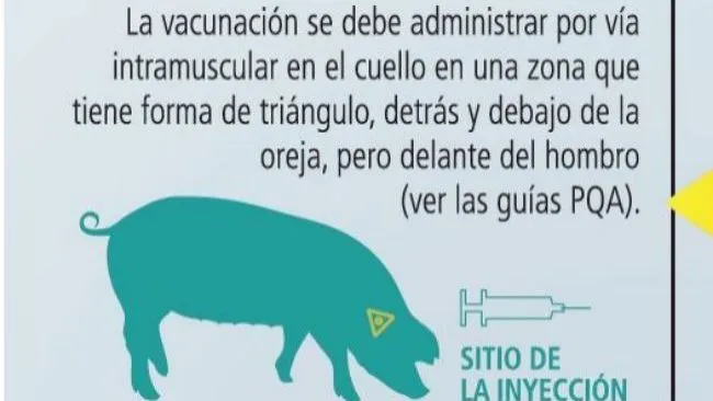 ¿Sabes los cuidados necesarios con los animales para una vacunación segura y efectiva con Porcilis® 