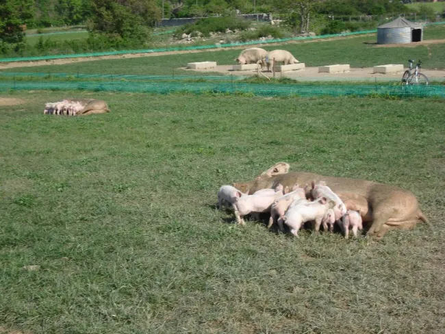 Lactaciones compartides en producción a campo - Francia.