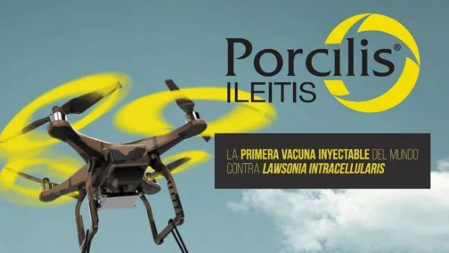 Conozcamos los cuidados adicionales para una vacunación segura y efectiva con Porcilis® Ileitis.