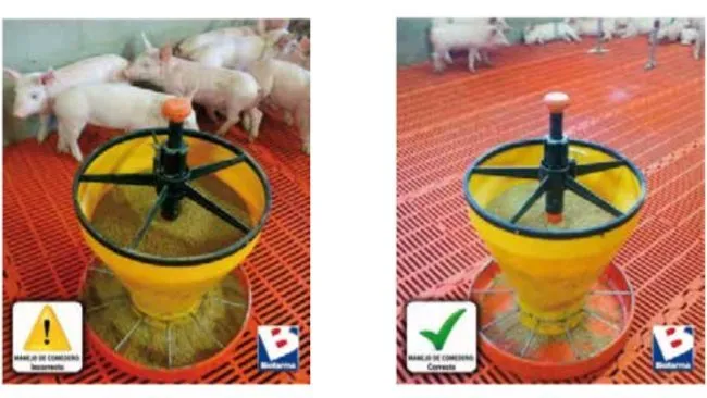 Uso de comederos de apoyo para lechones en las primeras semanas posterior al destete y su impacto 