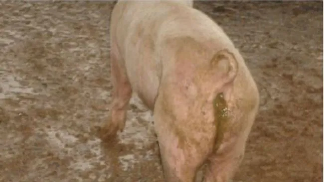 ¿Sabe cómo realizar el diagnóstico de la ileítis de manera correcta en su granja?