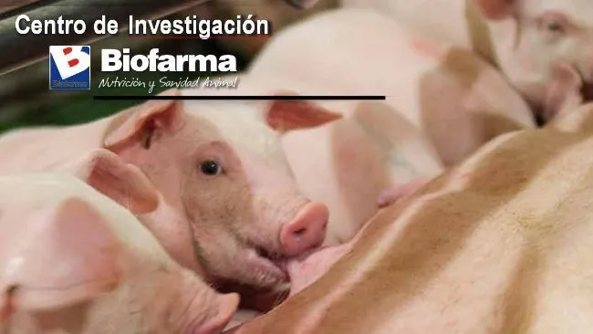 Efecto del creep feed en camadas estandarizadas a 12 lechones y destetados con 21 días de vida