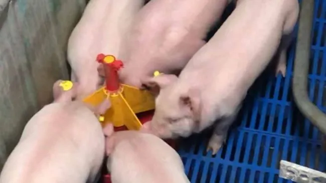 Creep Feed y desempeño en camadas con 14 lechones y en la primera semana posdestete