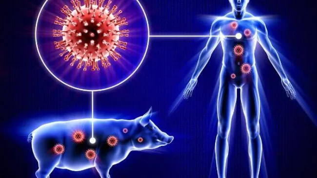 Febbre suina (Influenza A) : sintomi, prevenzione e cura - Farmaco e Cura