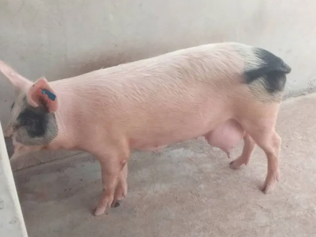 Anyone with useful information on how i can get my pig's udder to norm...