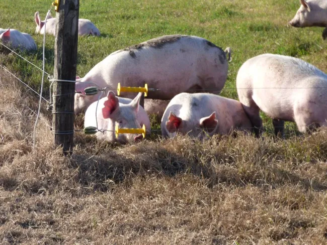 Cría a campo. Argentina.