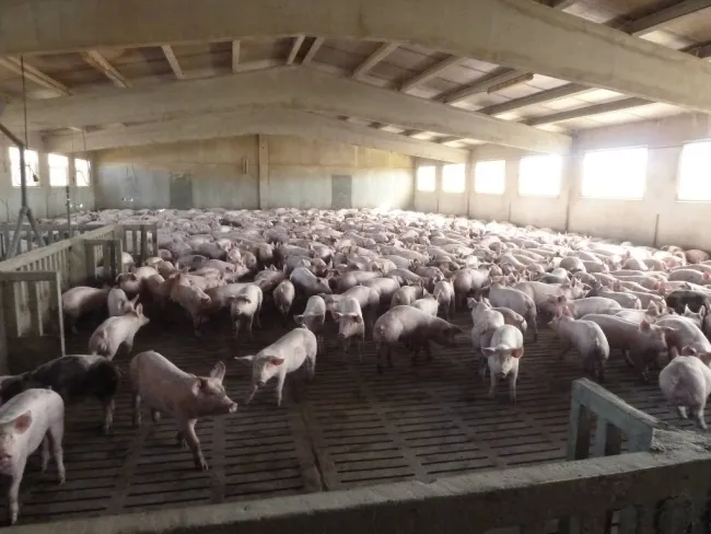 Producción intensiva, alimentación líquida. Cataluña.