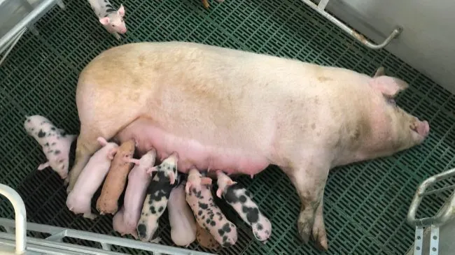 FUTURO INMEDIATO: Maternidades en Bienestar Animal
