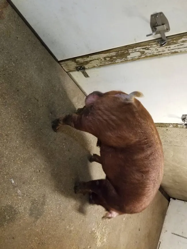 Genesus Duroc boar 