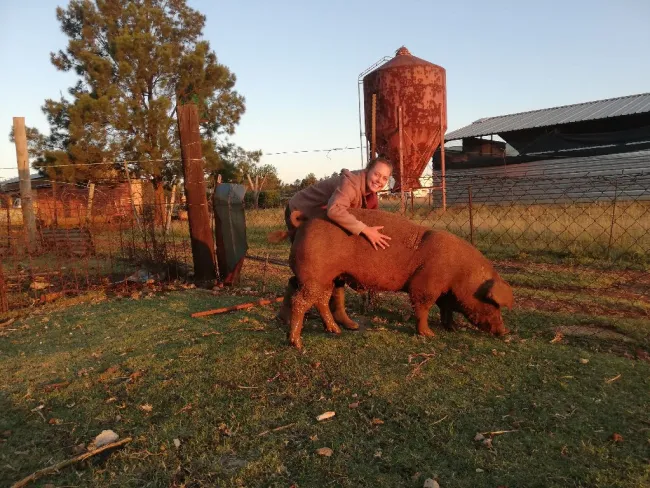 Duroc boar 