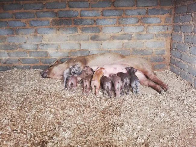 Gilts first piglets 