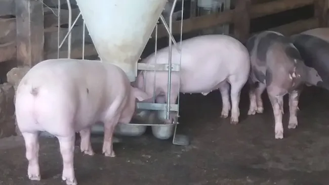 PRODUCIMOS LA MEJOR CARNE DE CERDO EN PIE O EN CANAL.