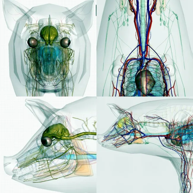 Anatomia suino.