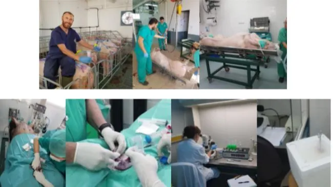 Transferencia embrionaria: Andrimner colabora en un proyecto con la Universidad de Murcia 