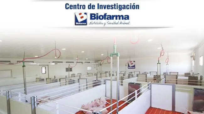 ¿La higiene deficiente de instalaciones de recría afecta el desempeño de lechones recién destetados?