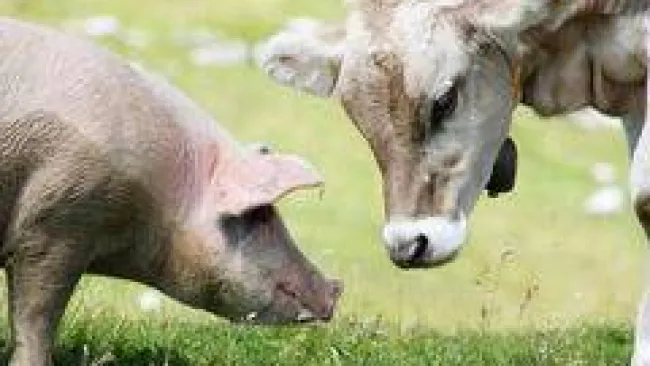 Nuovo trattamento per le infezioni in bovini e suini | @nmvi Oggi