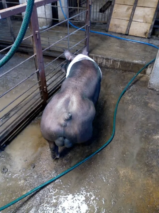 hola soy productor porcino pero también me dedico a la extraccion y p...