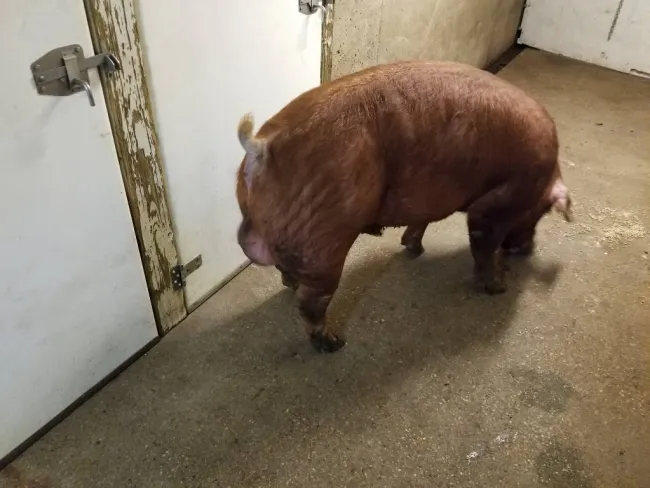 Purebred Genesus Duroc 