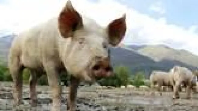 Genomica e parametri ematologici: dal suino nuove informazioni per l’adattamento agli stress ambient