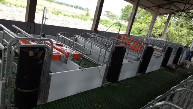 it's design pig farming in India 
