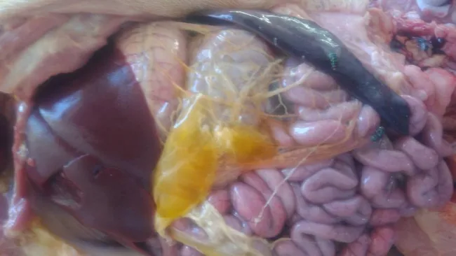 Suino com 23 dias,apresentava quadro de enterite,apòs ser medicado a ...