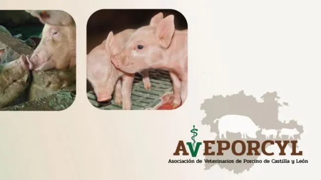 NUEVA COLABORACIÓN CON AVEPORCYL 