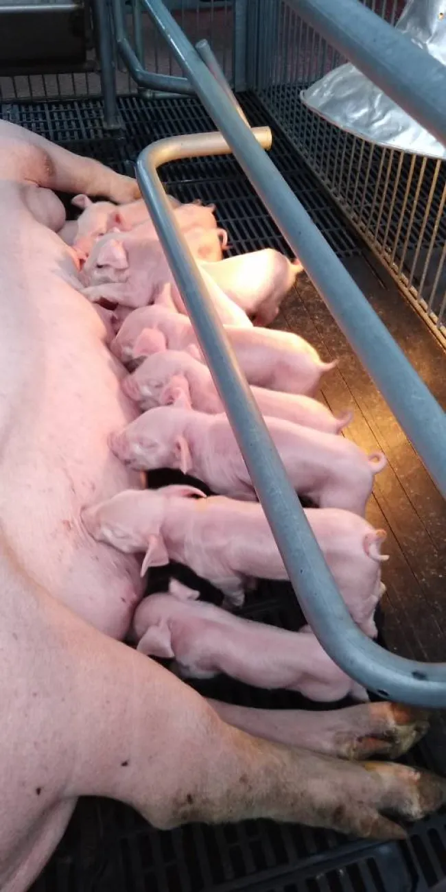 🐽