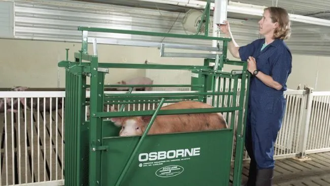 Beneficios de la báscula portátil Osborne