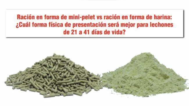¿Cuál forma física de presentación será mejor para lechones de 21 a 41 días de vida?
