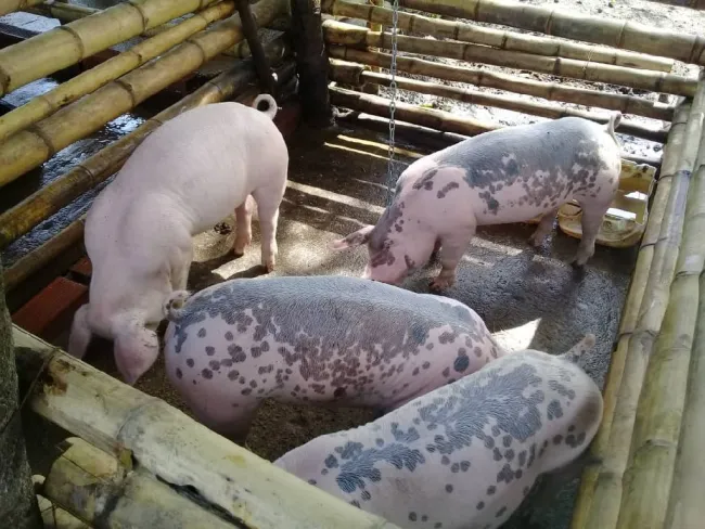Espero sus recomendaciones 