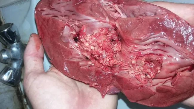 Verrucose endocarditis. Guilt pig 150 days, 30 days after vaccinacion ...