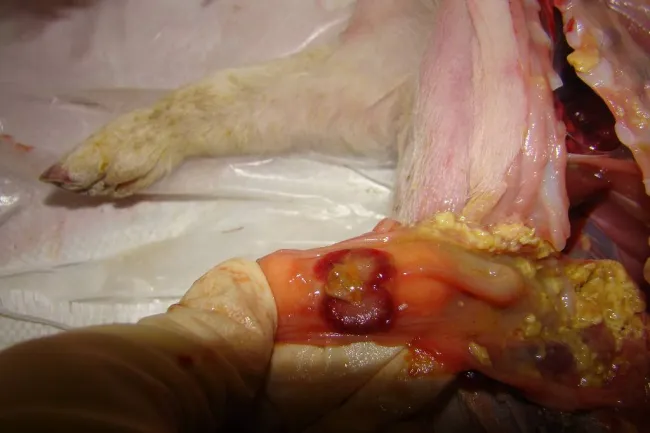 Ulcer, piglet 3-5 days. Toxins E.Coli