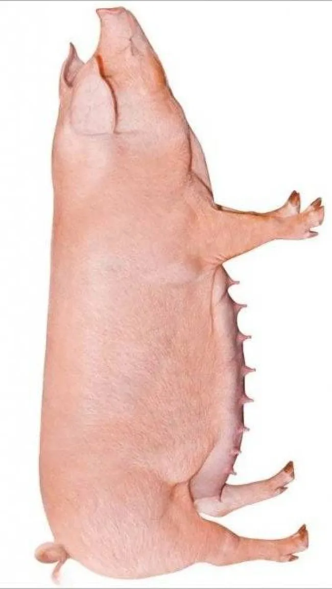 Landra Topigs