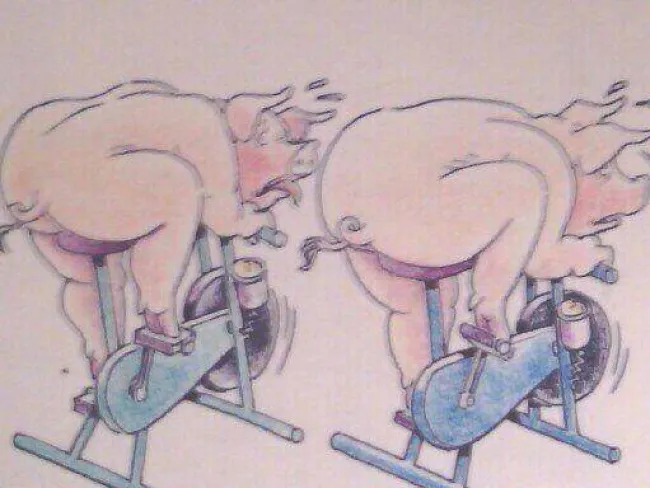 Siempre enforma cerdos Topigs
