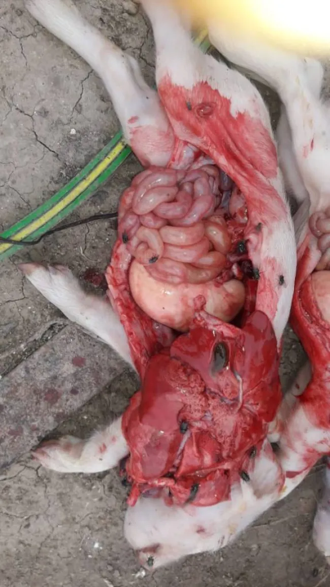caso de mortandad en lechones de menos de 5 dias. lesion grave en híg...