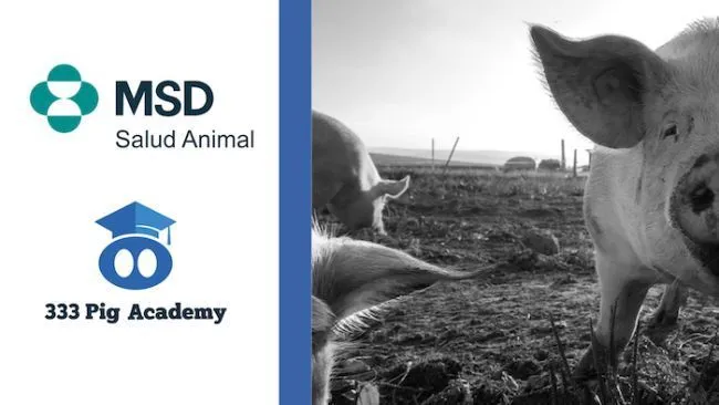 MSD Salud Animal de Chile y Argentina confía en la metodología de educación de la 333 PigAcademy