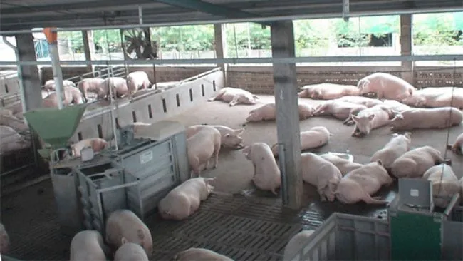 Sistema TEAM de Alimentación Electrónica para Cerdas 