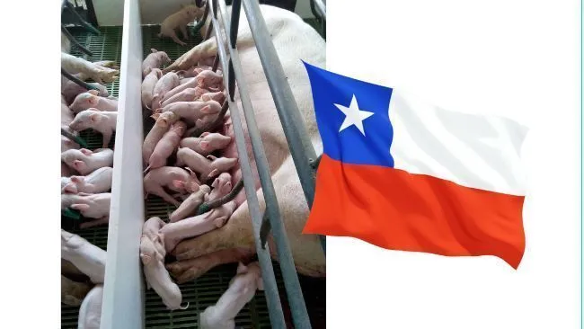 Récord de lechones en la empresa RALCO - Chile 