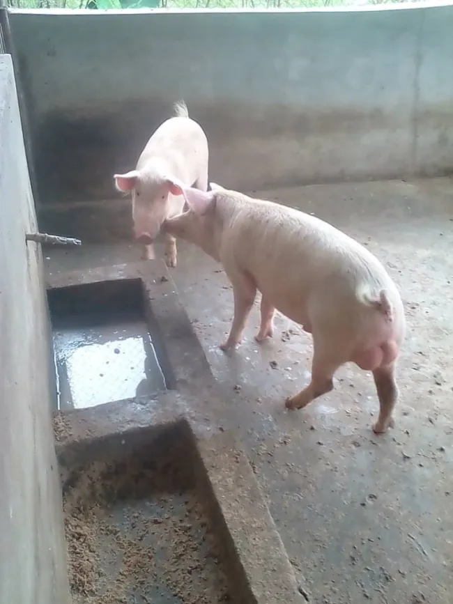 pig housing in nigeria