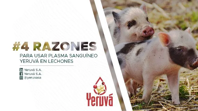 4 Razones para utilizar plasma sanguíneo Yeruvá en lechones