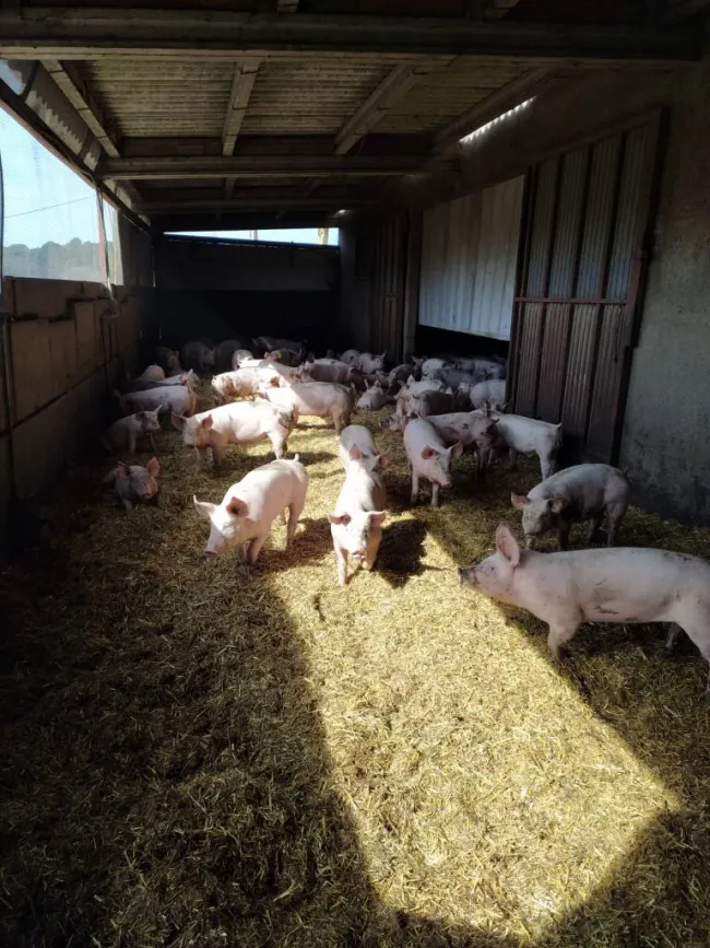 Sistema cama profunda en Cataluña.
