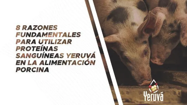 8 razones fundamentales para utilizar proteínas sanguíneas Yeruvá en la alimentación porcina