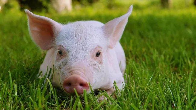 La crisi del Prosciutto DOP - Assosuini