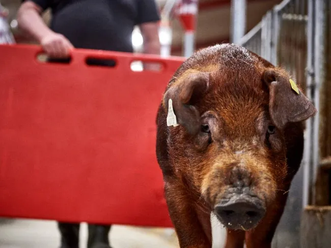 Duroc DanBred : un nouveau critère pour améliorer la survie des porc...