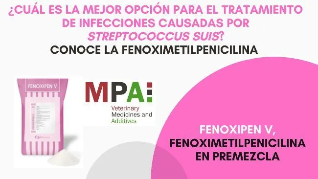 ¿Cuál es la mejor opción para el control de Streptococcus suis? Fenoximetilpenicilina 